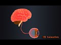 Functions of the Retina in Vision