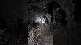 LAS BRUJ4S QUE CUIDAN UN TESORO SE ASE PRESRNTE ‼️😱🔥🕯💰#COMPARTAN #VIRAL