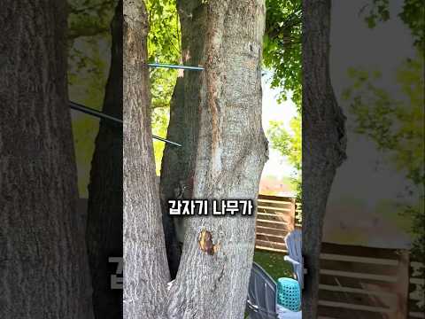 나무에 구멍을 뚫으면 집을 지킬 수 있다고?