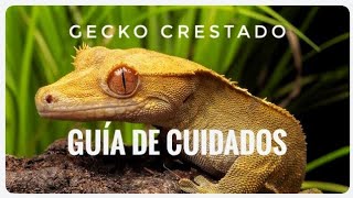 GUIA de cuidados ACTUALIZADA GECKO CRESTADO 🦎