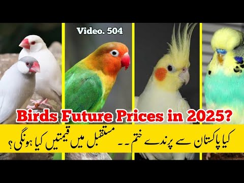 Birds Future Prices in 2025 |Scope of Birds in Pakistan| in Urdu By| Arham|, Video. 504