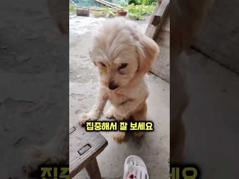 댕댕이가 보호자를 째려보고 있는 이유