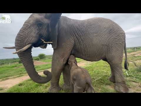 The Amazing Moment Baby Elephant Orphan, Phabeni Meets Lundi and Suckles From Her