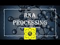 RNA Processing and Modification Concepts