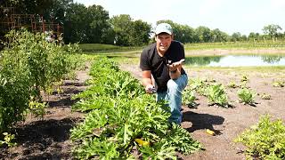The 5 Tips I Use to Grow 4x MORE Zucchini! 