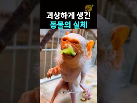 괴상한 동물의 실체