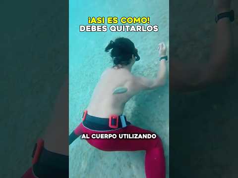 ¿Qué deberías hacer si un pez se adhiere a tu cuerpo bajo el agua? 🐟 #curiosidades #mar #shorts