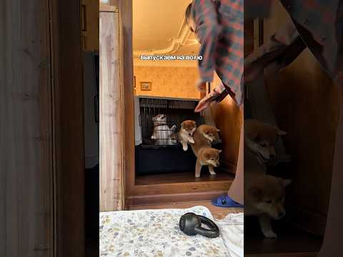 Ор выше гор 😂