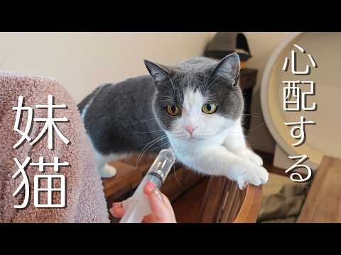 兄猫のお薬が気になって仕方ない妹猫がこうなりました　955話