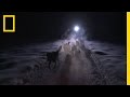 Sled Dog Racing and Training Techniques
