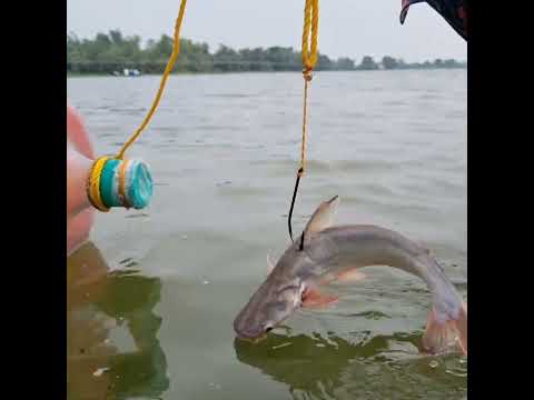 #fishing #trap #fish_trap #video #trapping #plastic_bottle_trap
