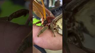 The biggest butterfly in the world! (Attacus atlas) #butterfly #insect #bugs #rock_n_insectes