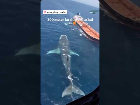 Worlds largest whale found in Pacific Ocean 😱🦈🚢 #ship #travel #automobile #whale #northsea #viral