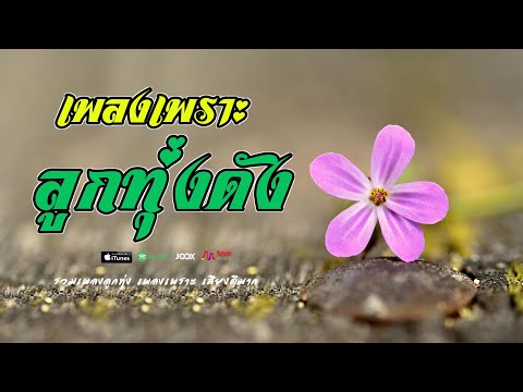เพลงเพราะ ลูกทุ่งเพลงดัง  //  รวมเพลงเก่าๆมาเล่าให้ฟังใหม่ เพราะๆ ดังๆ