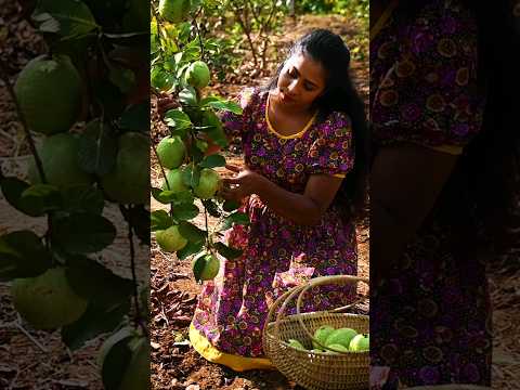 🍈🍈 Picking Apple Guava was so satisfying! | Traditional Me