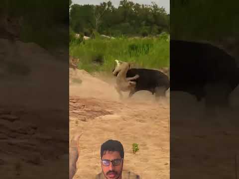 Omg! One of the rarest hunting sightings #animals #viral #vlog #nature #trending #wildlife #africa