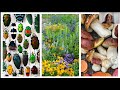 Biodiversity and Its Ecological Importance
