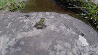 playing with frogs at frog rock