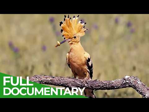 Wildlife's Rebirth - A True Natural Treasure | Free Documentary Nature