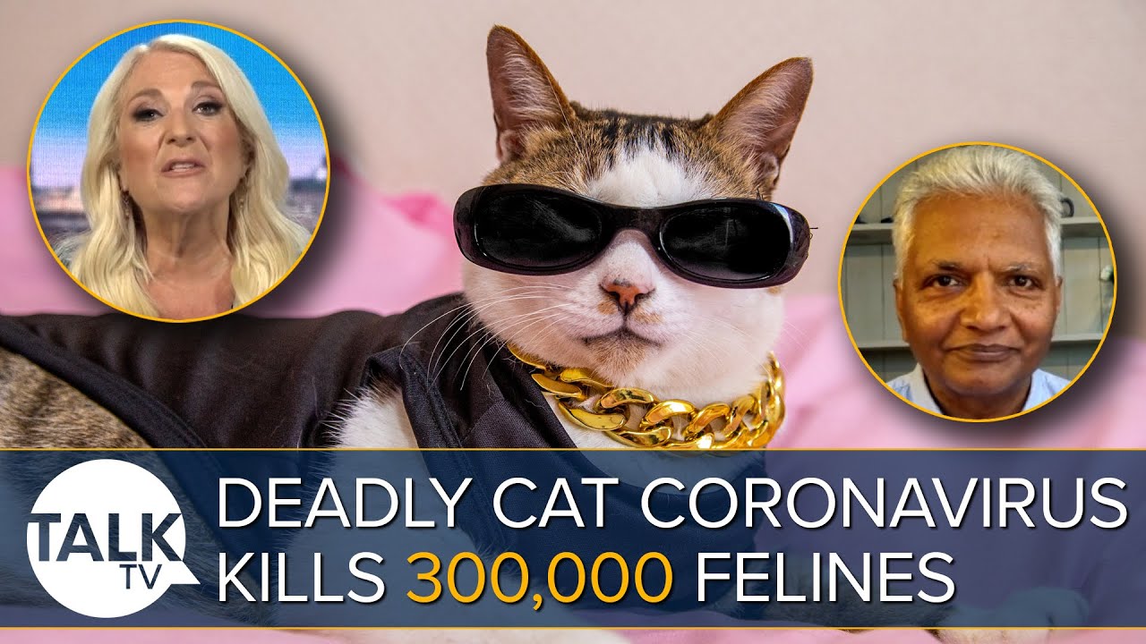 Deadly Cat Coronavirus Kills 300,000 Animals: Is the UK at Risk?