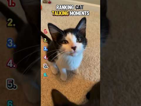 Ranking Cat Talking Moments