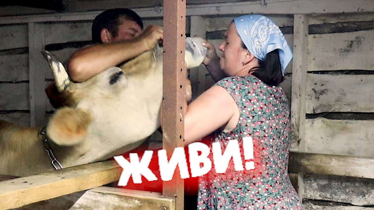 Теряем корову за 200 тысяч.