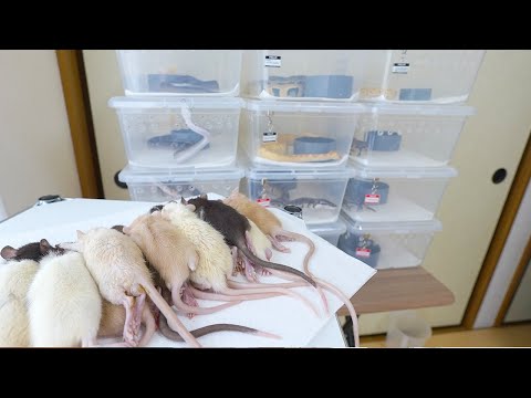 家で殖えたラット達がブリブリになってきたので蛇に食べさせます