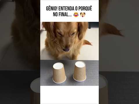 ESSE GOLDEN RETRIEVER É UM GÊNIO?! OLHA O FINAL DESSE JOGO 😳🐶🔥