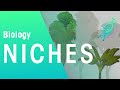 Ecological Niches in Rainforests