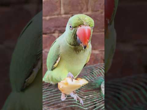 #mummy ek gilas Pani de do #funny #funnyanimal #funnyparrot #talkingparot #funnyvideo #viralreels.