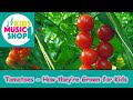 Tomato Production and Pollination Practices