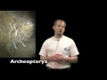 Transitional Forms in Evolution