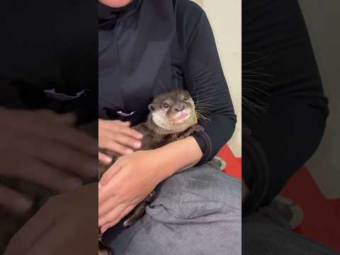 Bikin apa dulu? #otter #animals #rocky #berangberang #mochy #shorts