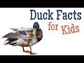 Ducks: Habitats and Behaviors