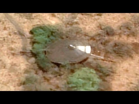 ALLEGED CRASHED UFO DISCOVERED IN SOUTH AFRICA USING GOOGLE EARTH?