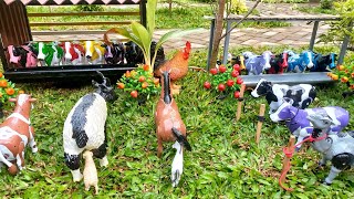 Truk Gandeng Angkut‼️ Sapi Kurban & Unta | Proses Melahirkan Cesar Sapi, Kambing & Kuda
