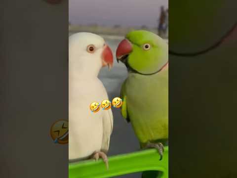 Mammi ek glass pani dedo 🦜😂#comedy #viralvideo #funny #parrot #trending