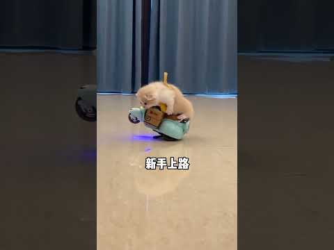 【#一只又廷】生活不易，猫猫速递！
