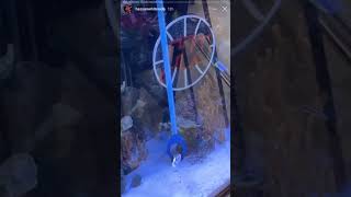 Hassan Whiteside story 11.5.20 | feeding fish