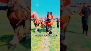 @PromovariCaiRomania #music #love #song #coversong #singersongwriter #cal #horse #animals #cai