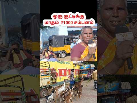 ஆடு வளர்த்து மகனை Advocate படிக்க வைத்தேன் #ஆடு #ஆடுவளர்ப்பு #எட்டையாபுரம் #ஆட்டுசந்தை #goat #sheep