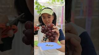 หนูยิ้มเก็บองุ่น ที่สวนอุ่น อิ่มสุข เชียงใหม่