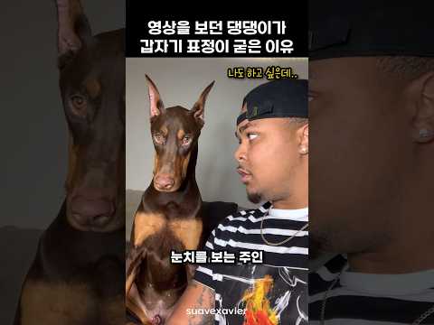 영상을 보던 댕댕이가 갑자기 표정이 굳은 이유