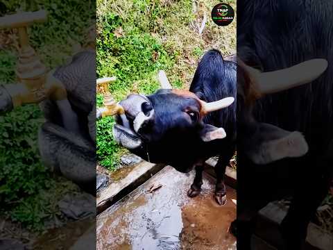 #cow #animals #budge #砍牛 #funny #chipmunk #comedy #chipmunksversion #গরু
