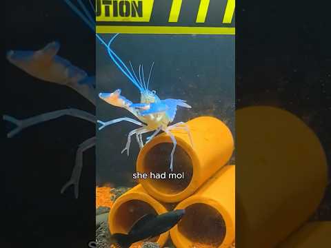Kung fu lobster 🦞 #healing #healingthroughlove #funnyanimal #shortvideo #lobster #amazing