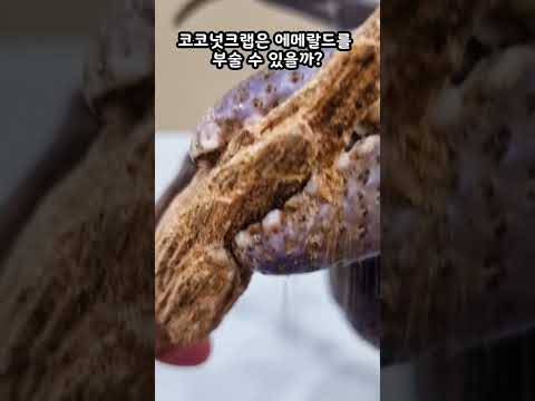 코코넛크랩 vs 에메랄드