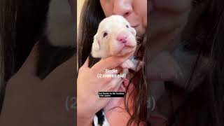 One year later foster puppy updates #rescuedog #fosterdog #puppy