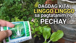 Kumita sa pagtatanim ng Pechay | Agribusiness 