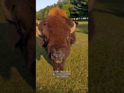 Bison vs Buffalo #animals #coolanimals #animalfacts