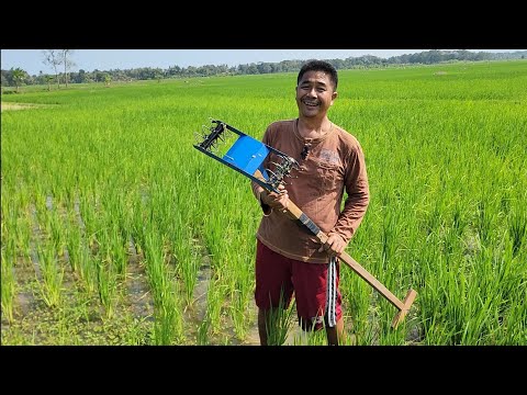 3 Fungsi Alat Penyiang, Nyabut Rumput, Benamkan, Sekaligus Penggemburan Tanah Sawah